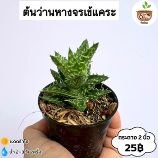 ต้นว่านหางจรเข้แคระ กระถาง 2 นิ้ว จัดส่ง 2 ต้นขึ้นไป คละแบบได้