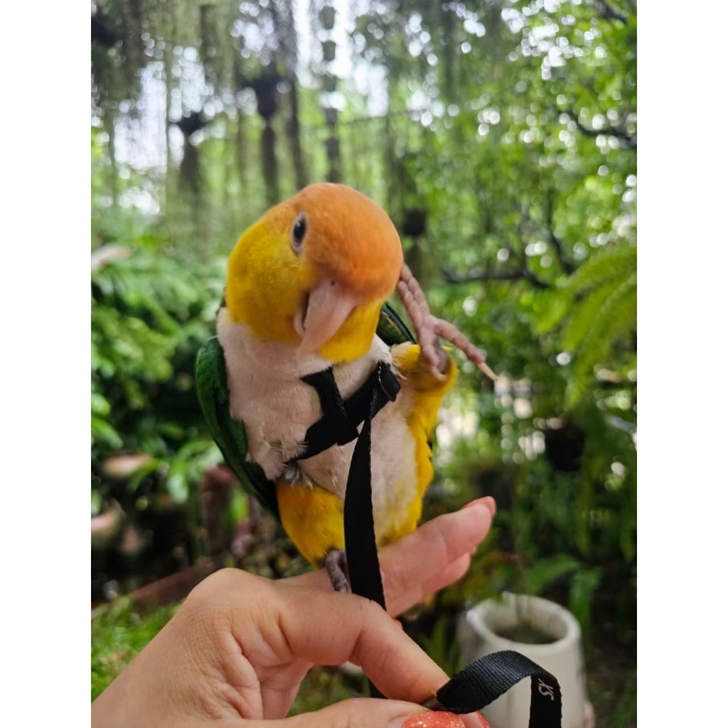 MOCHOME Bird Harness Adjustable เชือกจูงสัตว์เลี้ยง แบบนิ่ม ปรับได้ กันกัด ฝึกบิน สําหรับนก นกแก้ว parrot เอี๊ยมนก เชือก รูปที่ 8