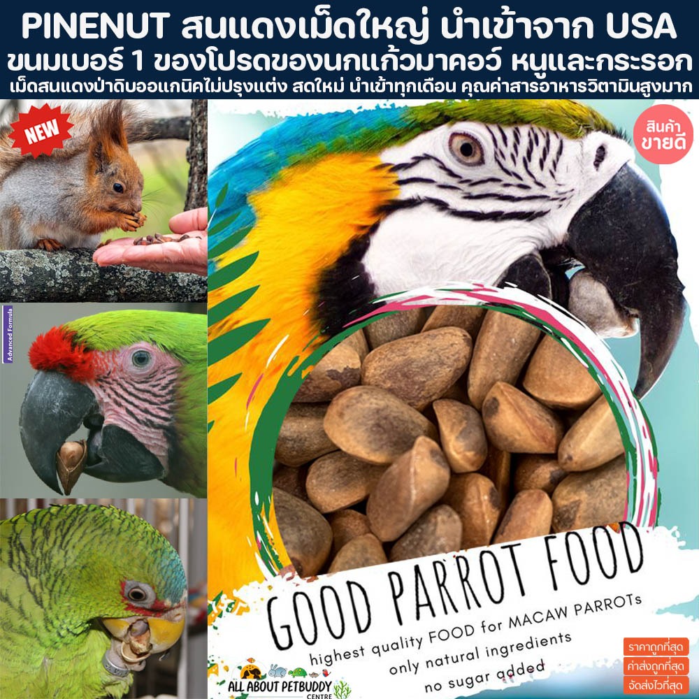 สนแดงจัมโบ้ pinenut คัดเม็ดใหญ่ เนื้อแน่น สนรัสเซีย สนไพน์นัท เม็ดสน กระรอก นก นกแก้ว หนู สัตว์เลี้ยง ถั่ว MACAW ไพร์นัท