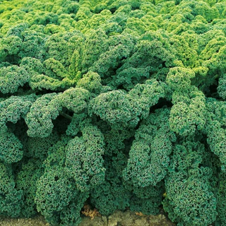 เมล็ดพันธุ์เคล ดาร์กิบอร์ ใบหงิก Darkibor Kale F1 Seed 15 เมล็ด คุณภาพดี ของแท้ 100%