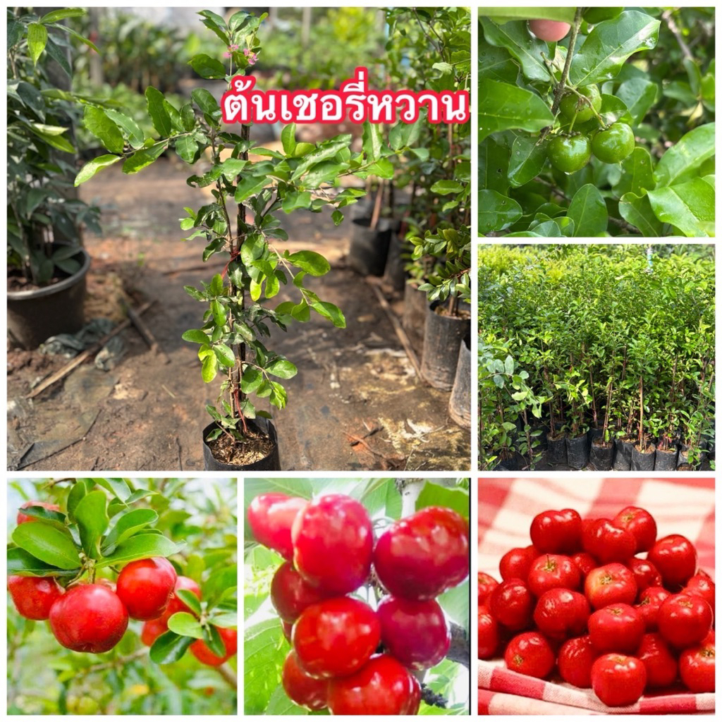ต้นเชอรี่หวานญี่ปุ่น หรือมานัว🍒 จัดโปรชุด 2 ต้น 100 บาท (กิ่งตอน) สูง 70-90 cm. ปลูกง่าย โตเร็ว รสชาติหวาน อร่อย