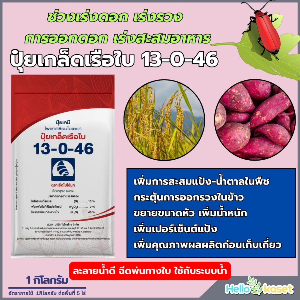 ปุ๋ยเกล็ดคุณภาพ ตราเรือใบ สูตร 13-0-46 สูตรเร่งการสะสมอาหาร ใช้ขยายขนาดหัว เพิ่มน้ำหนักต่อไร่ 1 กิโล