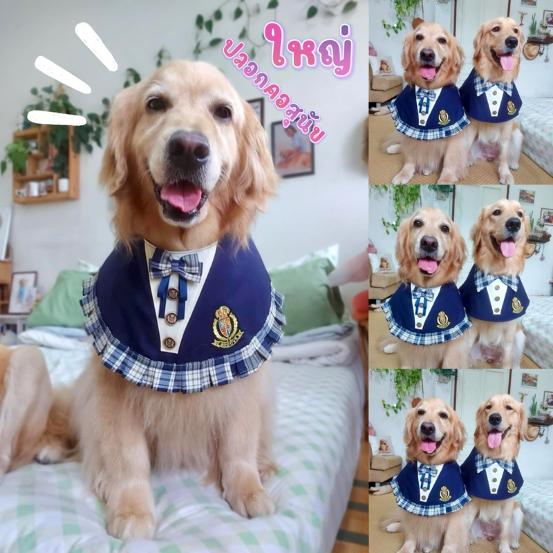 Ha-Shi SHOP ปลอกคอไฮสคูลสก็อตกรมท่า/ชายหญิง/ปรับเลื่อนขนาดได้