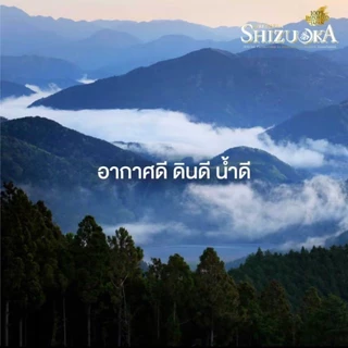ICHITAN ชิซึโอกะ ชาเขียว สูตร No Sugar ไม่มีน้ำตาล กลิ่นมะลิ ขนาด 440 ml. 1 ลัง (24 ขวด) รวมจัดส่ง