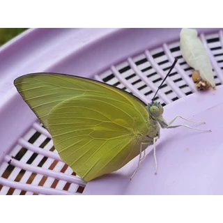 อุปกรณ์ เลี้ยงหนอนผีเสื้อ 🦋 หนอนคูนธรรมดา พร้อมส่งด่วน!