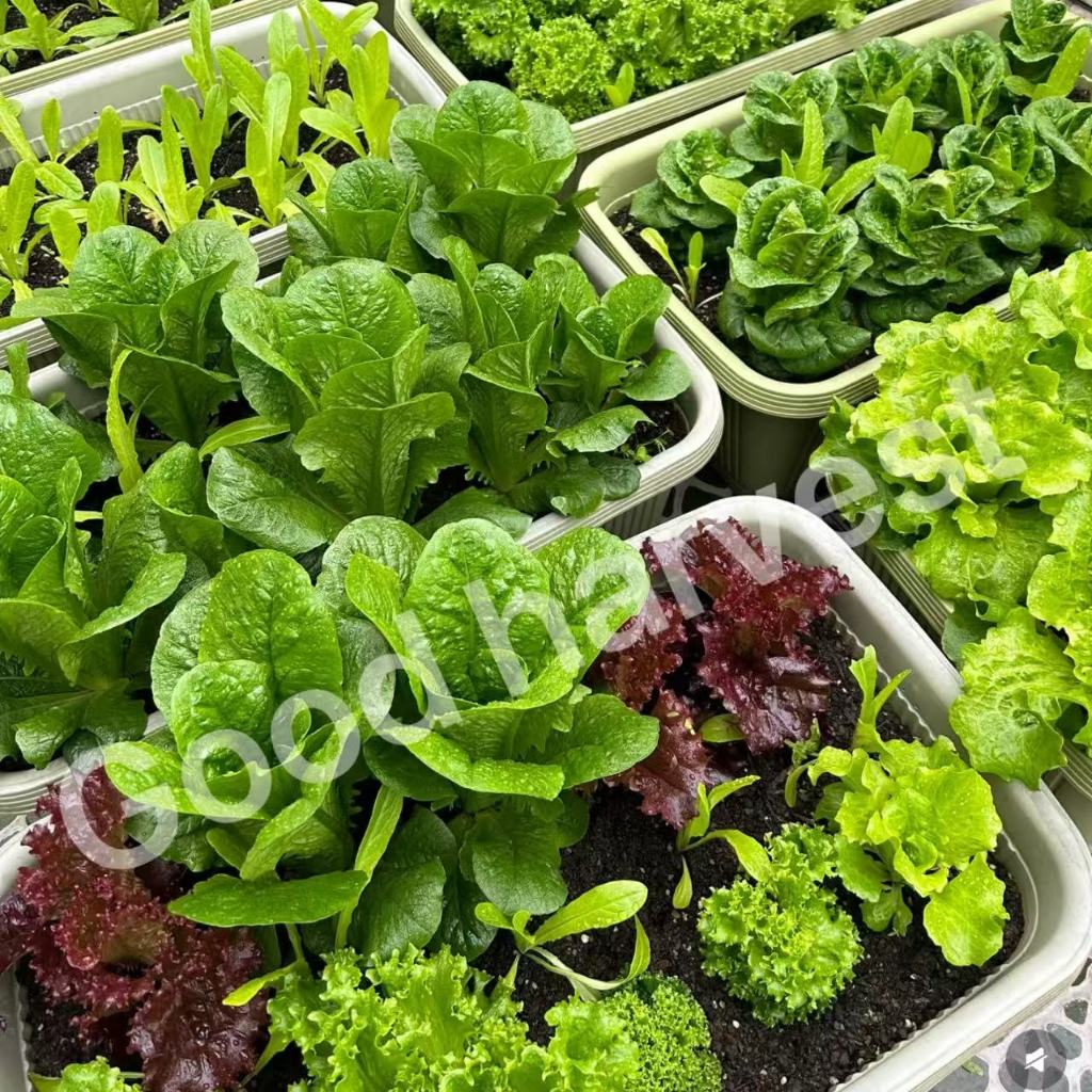 รูปภาพ 2