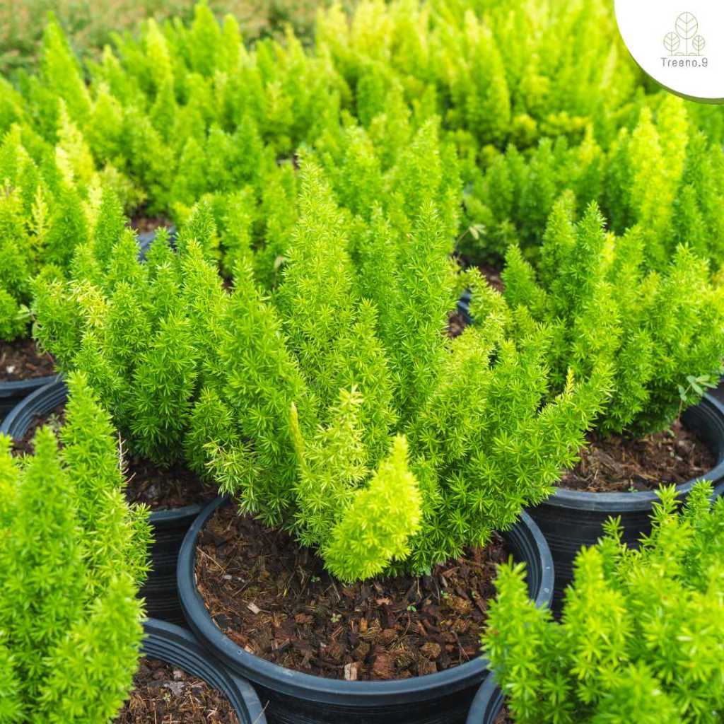 treeno.9 T17 ปริกหางกระรอก  ต้นไม้ประดับตระกูลเฟิร์น มีความสวยเฉพาะตัว Size 11 "