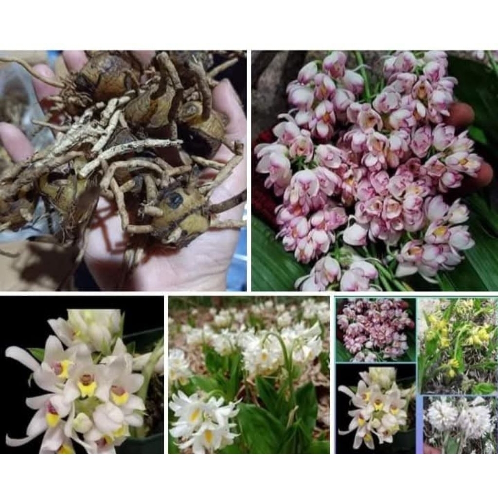 ว่านจูงนางคละสีลุ้นสี 1 ชุด 10 หัวพันธุ์ ลุ้นสีขาว เหลือง เขียว ชมพู🌈🎉🌱