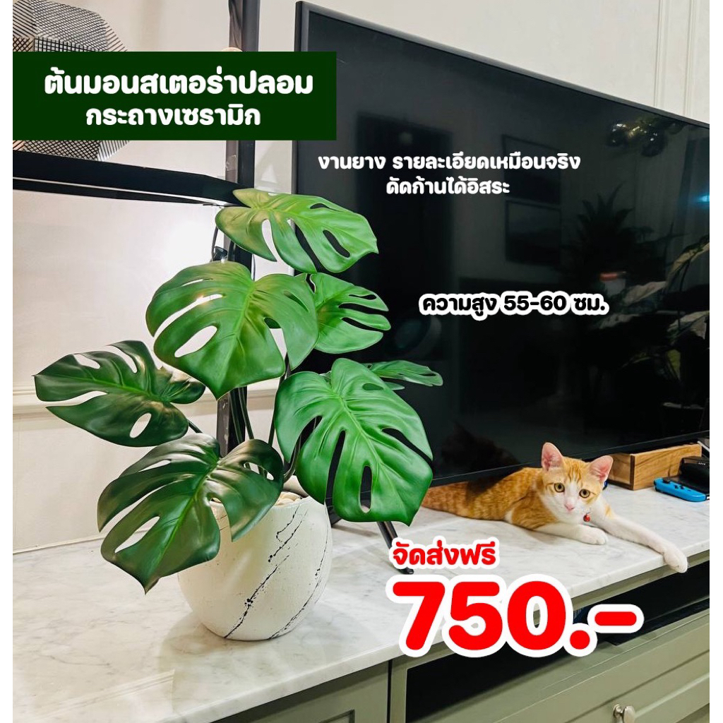 มอนสเตอร่าปลอมพร้อมกระถางเซรามิก ถ่ายจากสินค้าจริง