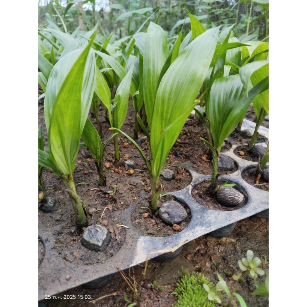 กล้าปาล์มยังกัมบิ ML161