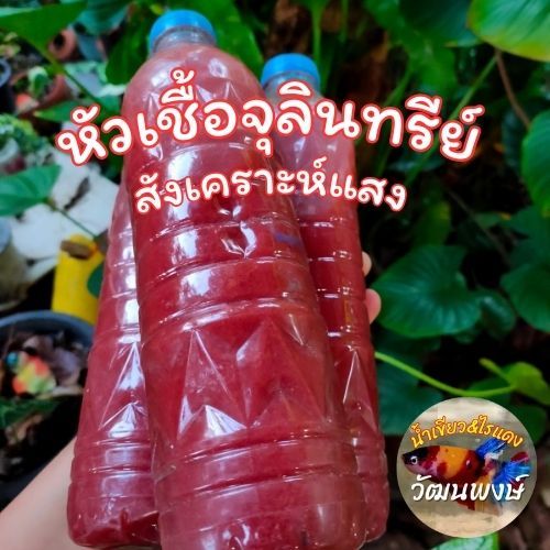 หัวเชื้อจุลินทรีย์สังเคราะห์แสง สูตรเข้มข้นปรับสภาพน้ำได้ดี ช่วยสังเคราะแสงให้กับต้นไม้เช่นบำรุงราก ต้น ดอก ผลขนาด600มิล