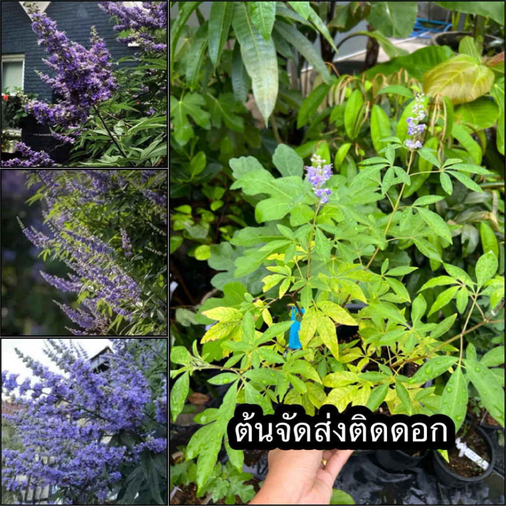 ต้นไวเท็กซ์/ Chaste Berry/ไวเท๊กซ์ แอกนัส แคสตัส (Vitex) (Vitex Agnus-Castus)