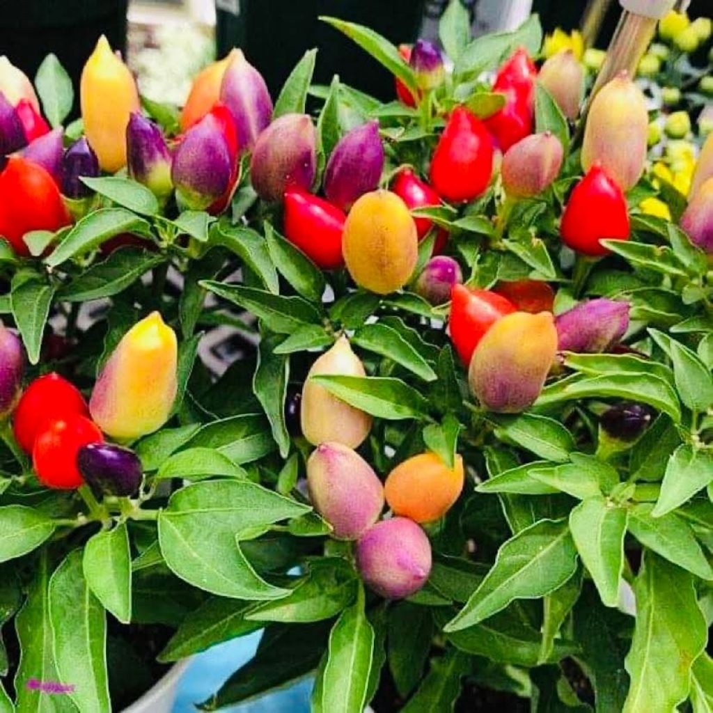 พริก 7 สี 1ต้นถุงดำ 🪴ผักสวนครัวประดับตกแต่งประกอบอาหาร🌱