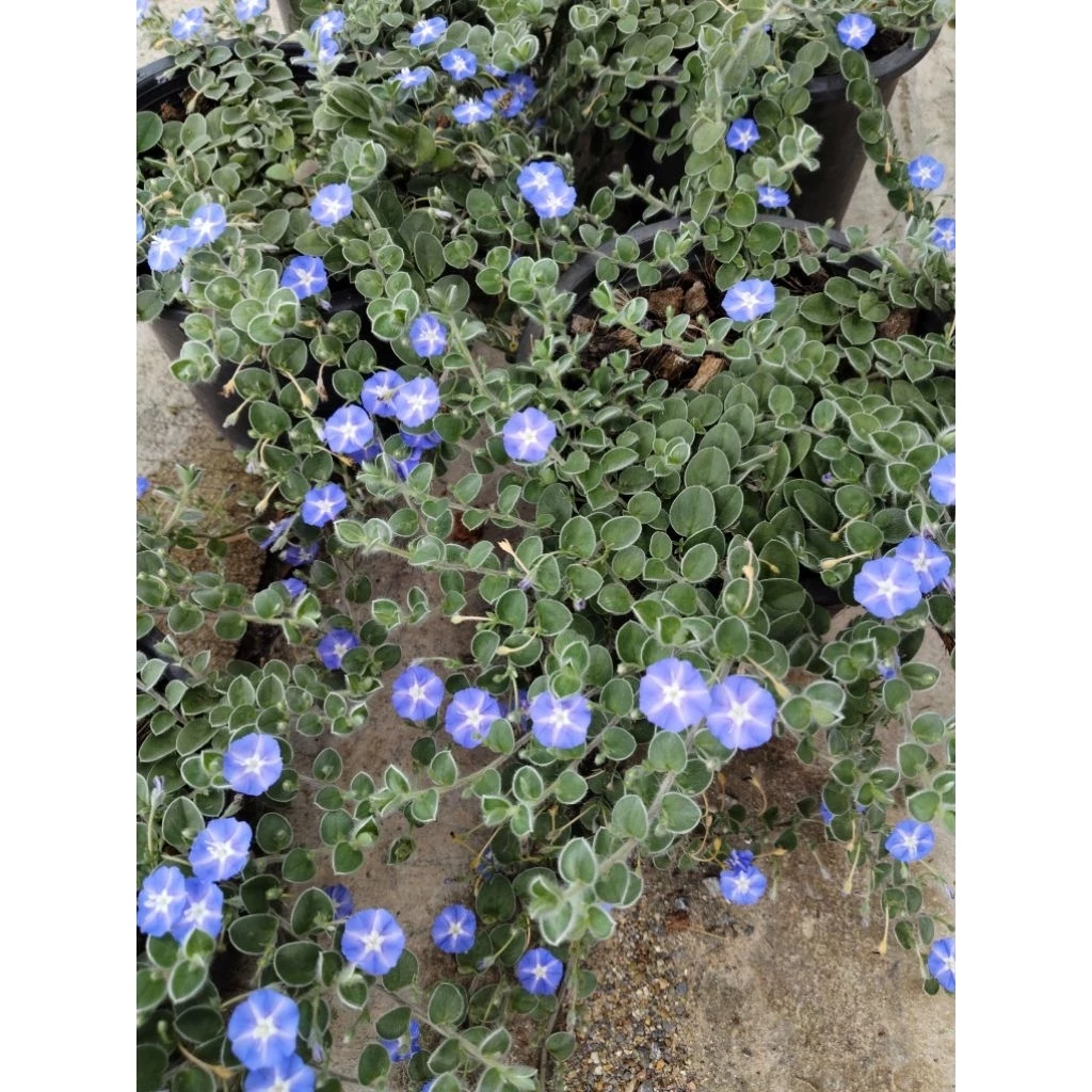 ใบต่อก้าน มอนิ่งกลอรี่ คลุมดินWild ground morning glory