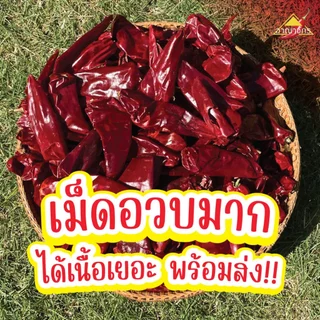 พริกแห้ง หยวก (ตัดก้าน) 9.5-10 กก. คัดเกรด เม็ดอวบ เม็ดใหญ่ ทำน้ำพริก ทำพริกแกง ทำพริกป่น อาหารอื่นๆ