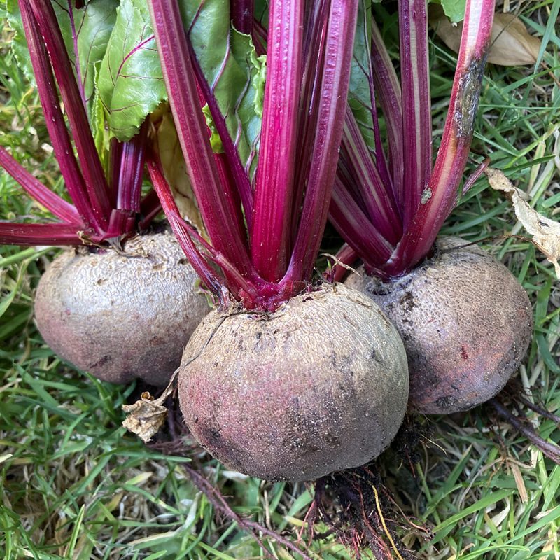 เมล็ดพันธุ์บีทรูท (Beetroot)  9-20 เมล็ด ปลูกได้ทุกพื้นที่ ชอบแดด ปลูกง่าย