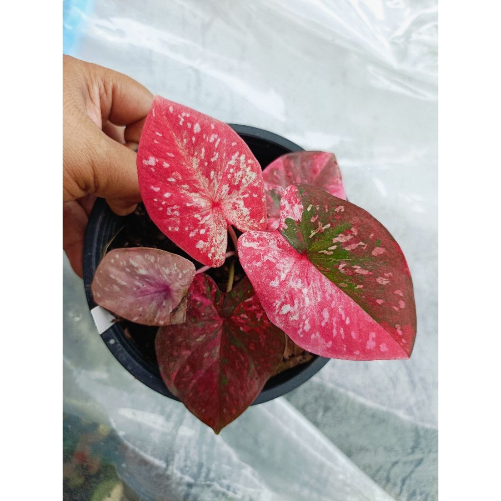 ต้นบอนสี รัตนรุ่งเรือง เป็นบอนแรร์ตัวเก่า อดีตได้รับความนิยมมาก สีชมพูด่างหวาน มีเม็ดสี เป็นที่ต้องก