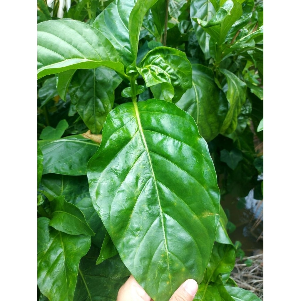 ใบยอ ปลอดสารพิษ ปลอดภัย 0.5 kg.