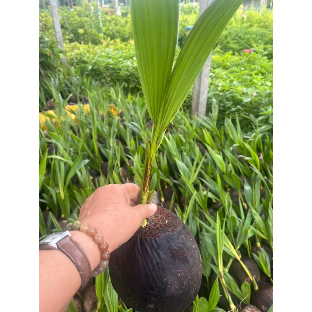 ( พร้อมส่ง ‼️ ) 🥥 ต้นมะพร้าวน้ำหอมพันธุ์เตี้ย 🌴 ลูกดก ผลใหญ่ น้ำเยอะ หอมหวานชื่นใจ! ลำต้นแข็งแรง พร้อมปลูก ต้นละ 179.- 💚