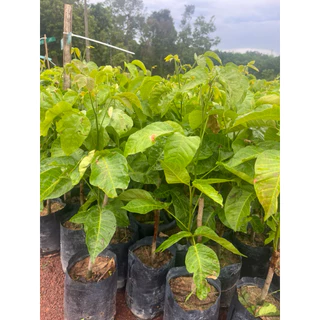 ( พร้อมส่ง ‼️ ) 🍈 ต้นกระท้อนอีล่ายักษ์ ผลใหญ่ เนื้อฟู หวานหอม 🌿 กิ่งตอนแท้ โตไว พร้อมปลูก ต้นละ 169.- 💚