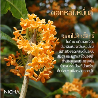 ชาคาโมมายล์เก็กฮวย Chamomile Chrysanthemum Tea ชาผ่อนคลาย ชาช่วยนอนหลับ ไม่มีคาเฟอีน 25ซอง Nichatea