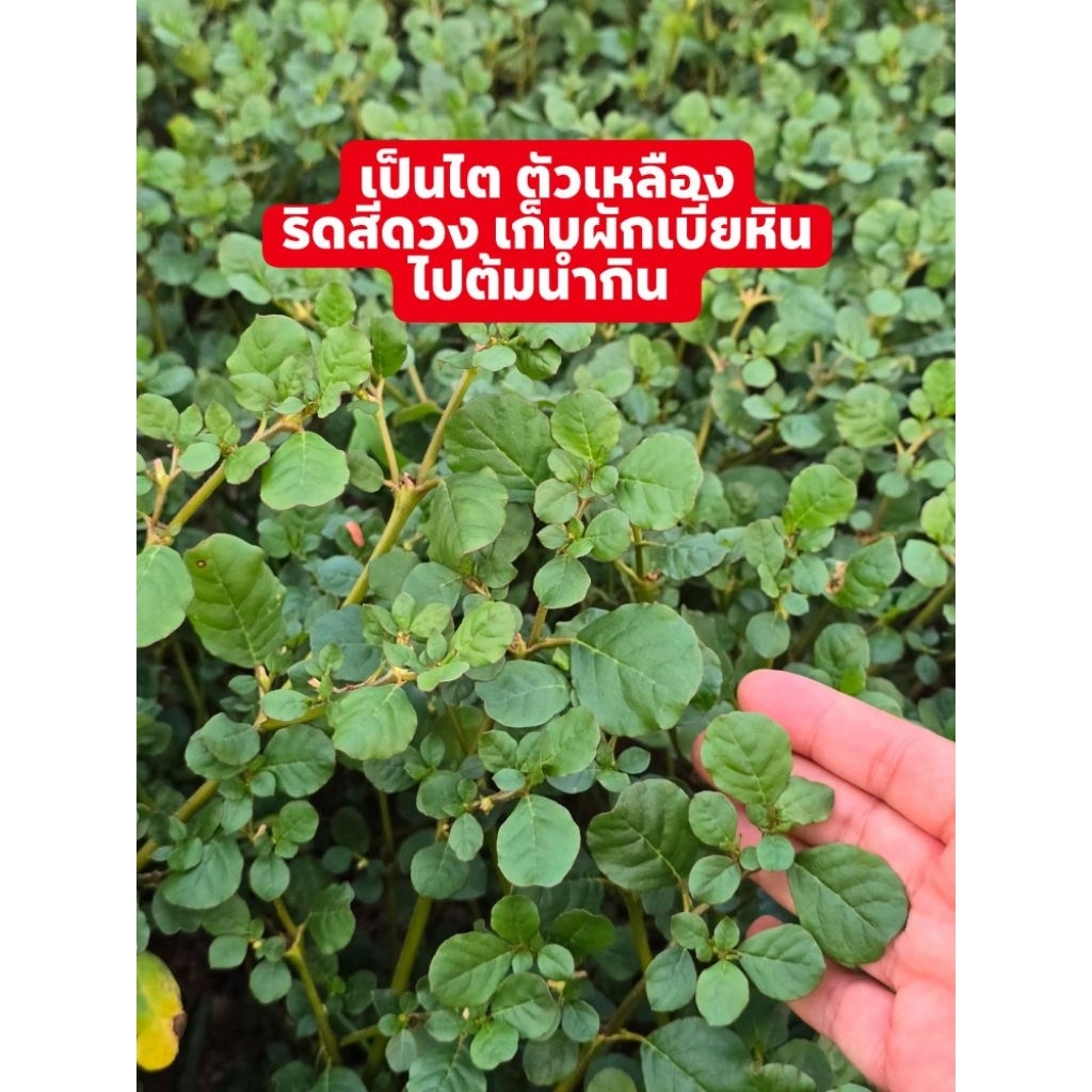 ผักเบี้ยหินเก็บสด 500 กรัม