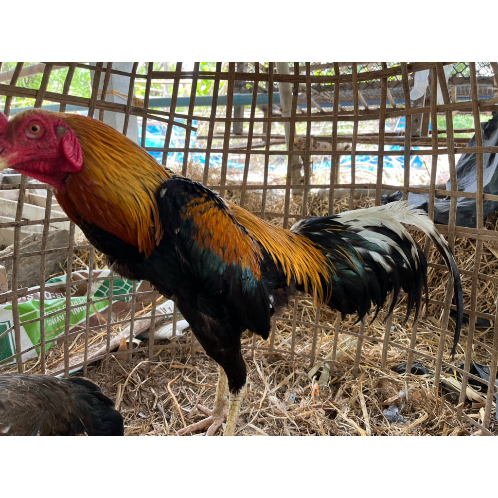 ไข่เชื้อไก่เหลืองหางขาวพ่อแม่พันธุ์ได้มาจาก ศูนย์วิจัยและบำรุงพันธุ์สัตว์
