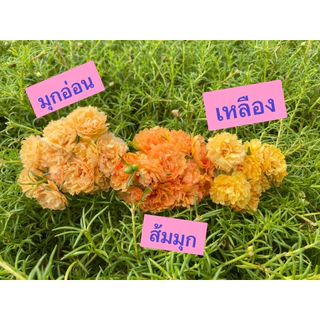 แพรเซี่ยงไฮ้ 45สี เลือกสีได้ 10กิ่ง19บาท สีตรงปก ร้านเรามีสีเยอะสุดในช๊อปปี้คอนเฟิร์มครับ🥰🙏สั่งสีไหนมารับสีนั้น 100%ครับ