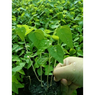 ต้นมะละกอแขกดำ1ถุงดำต้นกล้า