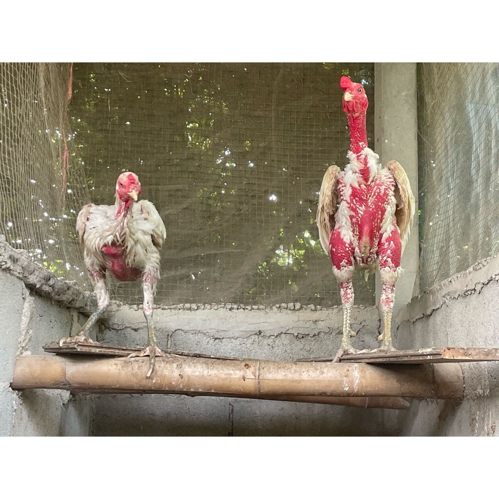 ไข่เชื้อไก่ชนง่อนร้อยสีขาวใบละ100