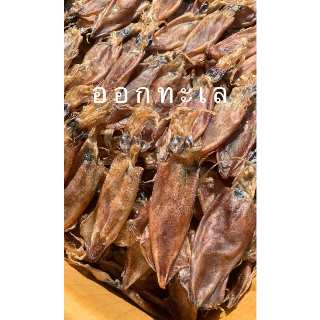 หมึกกะตอยไข่ ตัวใหญ่ ออร์แกนิค ทำแบบธรรมชาติ เนื้อจะมันๆๆ กินกับแกง อร่อยมาก