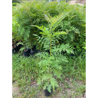 ต้นซิลเวอร์โอ๊ค ไม้ฟอกอากาศ ไม้โตเร็ว (สูง 50-70cm)
