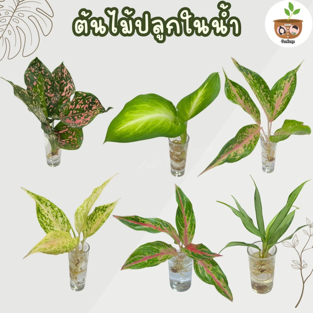 ต้นไม้เลี้ยงในน้ำ ตระกุลอโกลนีมา ชุด 6 จัดส่ง 2 ต้นขึ้นไปคละแบบไหนก็ได้