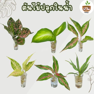 ต้นไม้เลี้ยงในน้ำ ตระกุลอโกลนีมา ชุด 6 จัดส่ง 2 ต้นขึ้นไปคละแบบไหนก็ได้