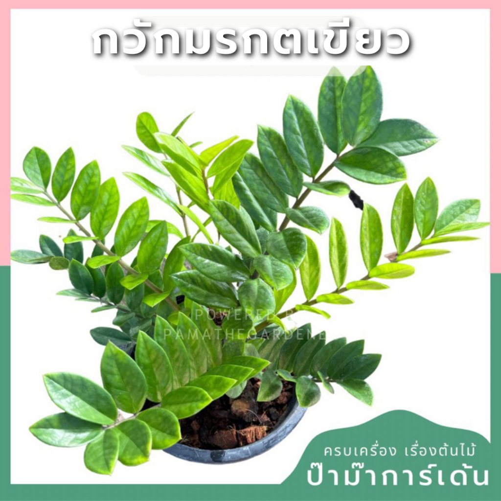 กวักมรกตเขียวในกระถาง 5-11 นิ้ว Size Minimal
