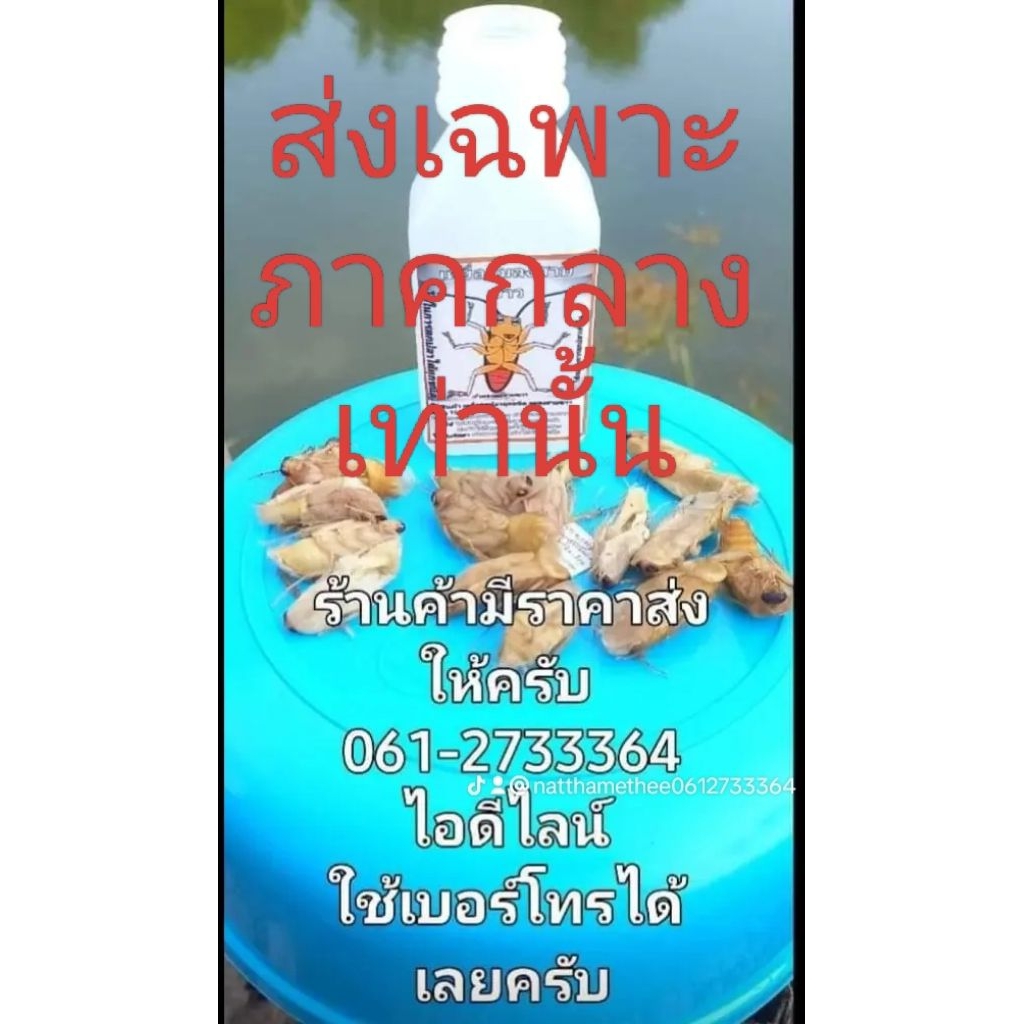 เหยื่อตกปลาแมลงสาบขาวนึ่ง💢ส่งเฉพาะภาคกลาง💢ชุดละ 3 ขวด ราคา150 บาท ลดเหลือ 120 บาท (15 ตัว/ขวด)