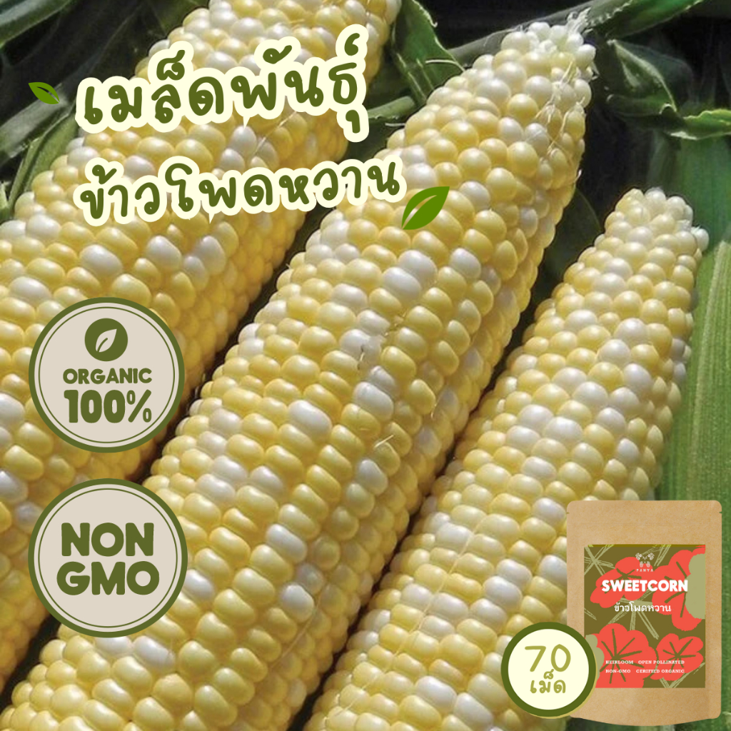 เมล็ดพันธุ์ ข้าวโพด 100% ออร์แกนิค Non-GMO (Organic Corn Seed) โตไว ไม่กลัวฝน [ซื้อ5แถม1!]