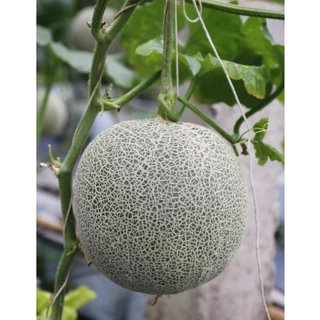 เมล็ดพันธุ์ เมล่อนญี่ปุ่น เนื้อส้มโมมิจิ คัดพิเศษ 5-40 เมล็ด [ 10เเถม 1คละได้ ]