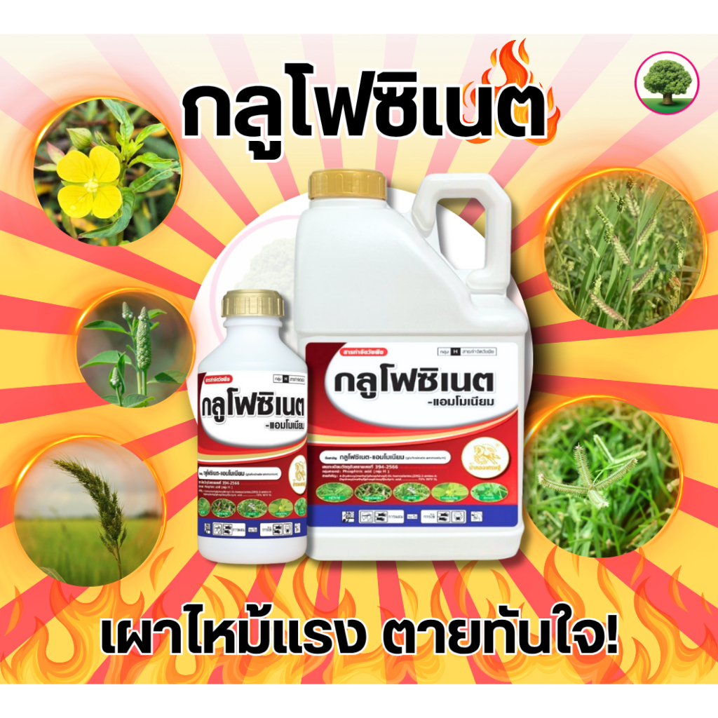 กลูโฟซิเนต (ม้าทองเศรษฐี) กำจัดวัชพืชแบบไม่เลือกทำลาย ขนาด 4 ลิตร