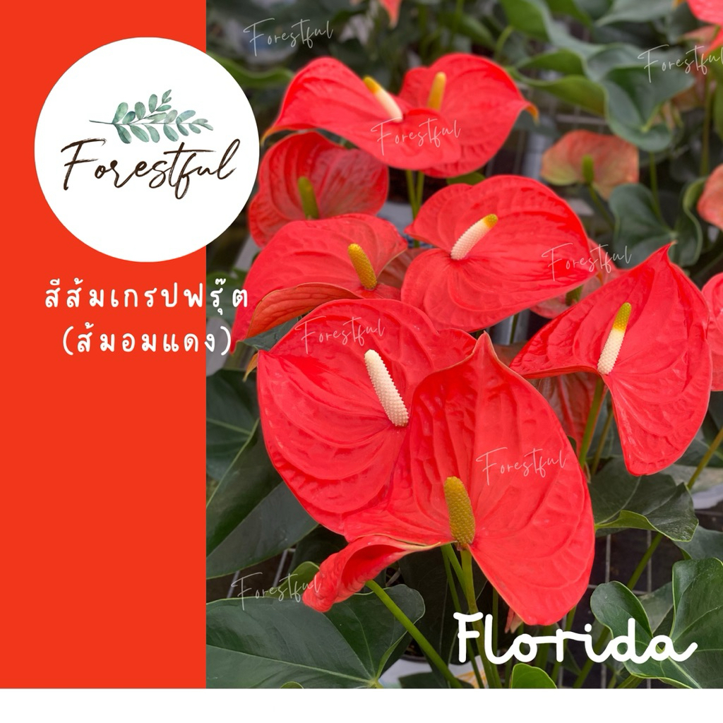 หน้าวัวสีส้มเกรปฟรุ๊ต Florida (ฟลอริด้า) สีส้มอมแดง กระถาง7นิ้ว สินค้ามีพร้อมส่งค่ะ