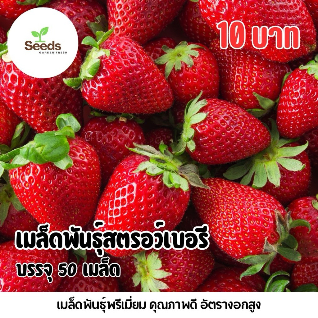 เมล็ดพันธุ์สตรอว์เบอร์รี บรรจุ 50 เมล็ด/ซอง