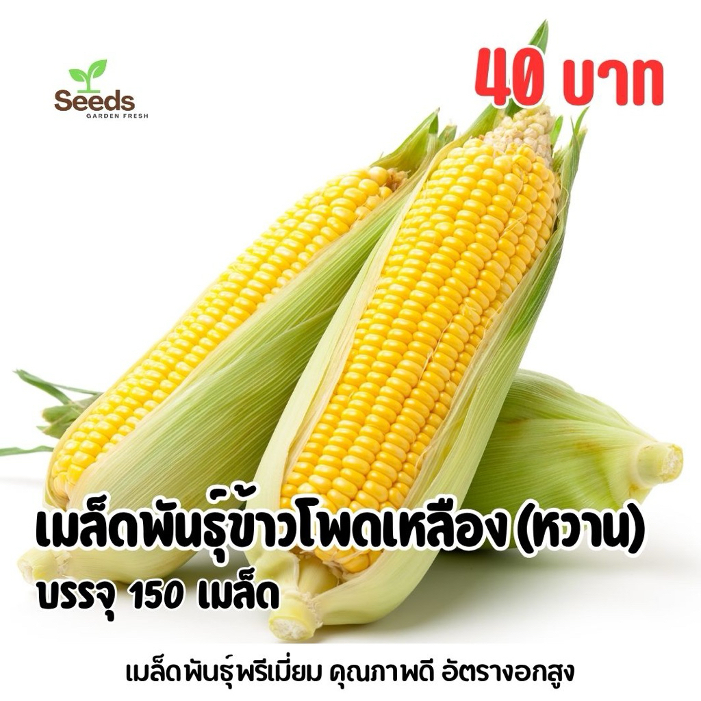 เมล็ดพันธุ์ข้าวโพดเหลืองหวาน บรรจุ 150 เมล็ด/ซอง