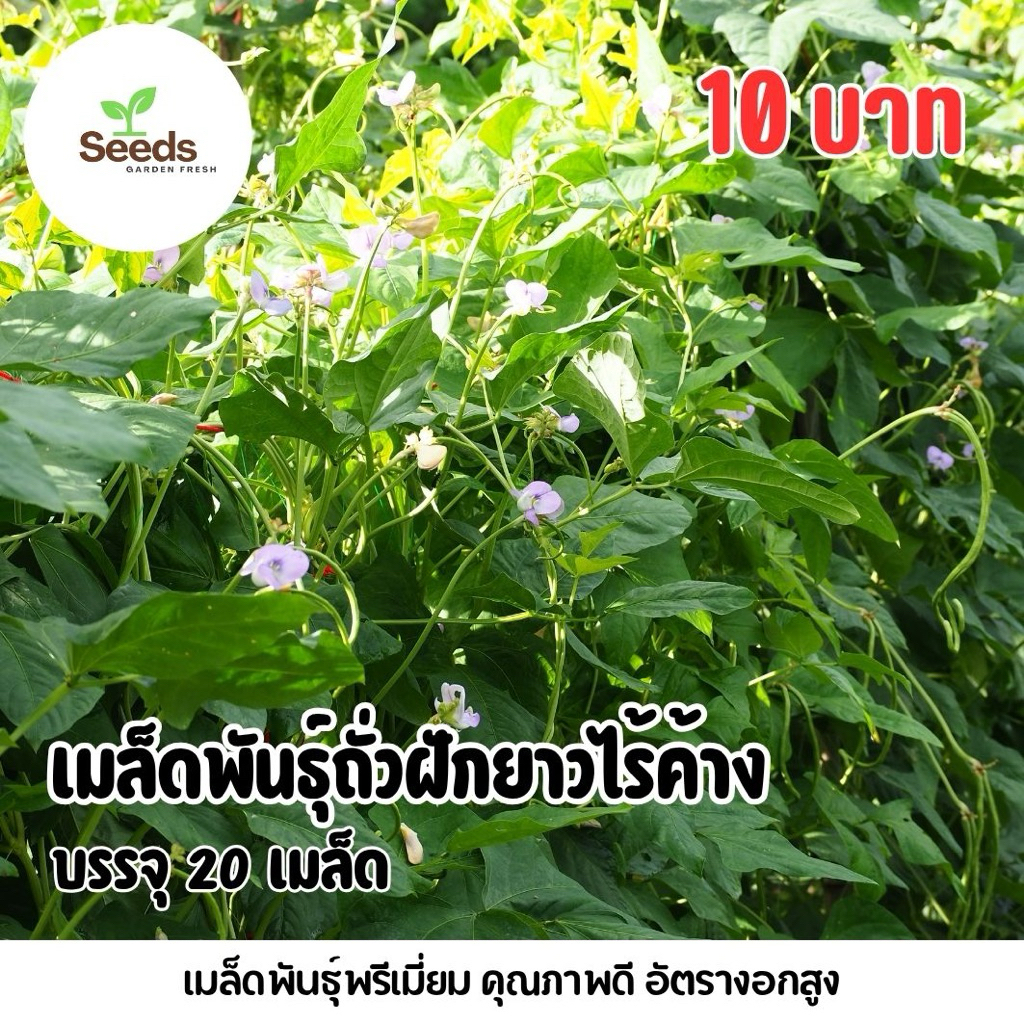 เมล็ดพันธุ์ถั่วฝักยาว บรรจุ 20,เมล็ด/ซอง