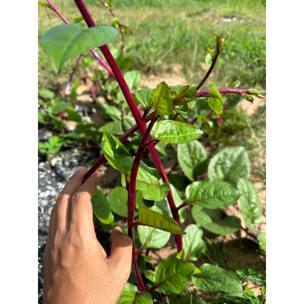 เมล็ดพันธุ์ผักปลังม่วง 30-70 เมล็ด ปลูกง่าย โตไว ปลูกได้ทุกพื้นที่ (ซื้อ 10 แถม 1 คละได้) ราคา ถูกที่สุด ดีลบีเคเค แกลเลอรีภาพที่ 9
