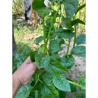 เมล็ดพันธุ์ผักปลังเขียว 30-70 เมล็ด ปลูกได้ทุกพื้นที่ชอบแดดโตไวทนแล้ง (ซื้อ 10 แถม 1 คละได้)