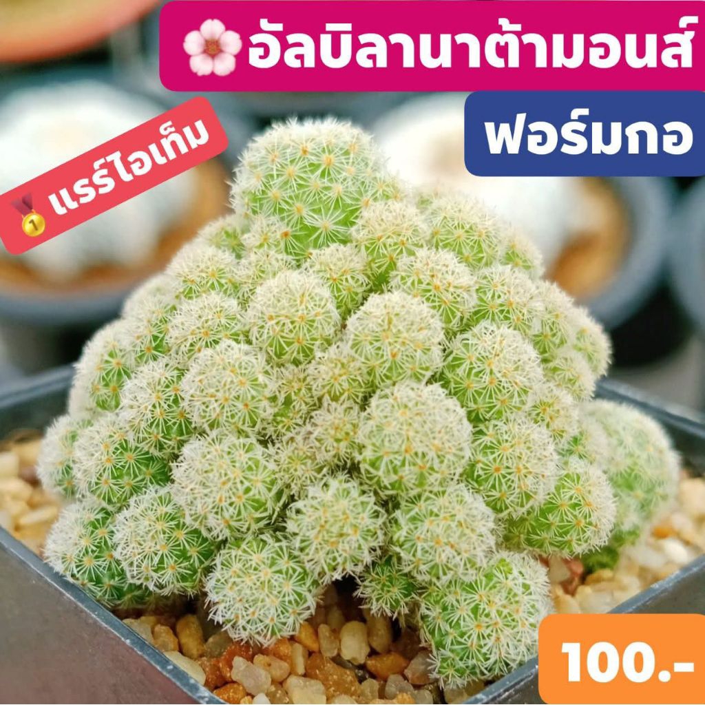 🏆👑แรร์ไอเท็ม👸แมมอัลบิลานาต้ามอนส์ ฟอร์มกอ สวยออร่าสุดๆ✨💖