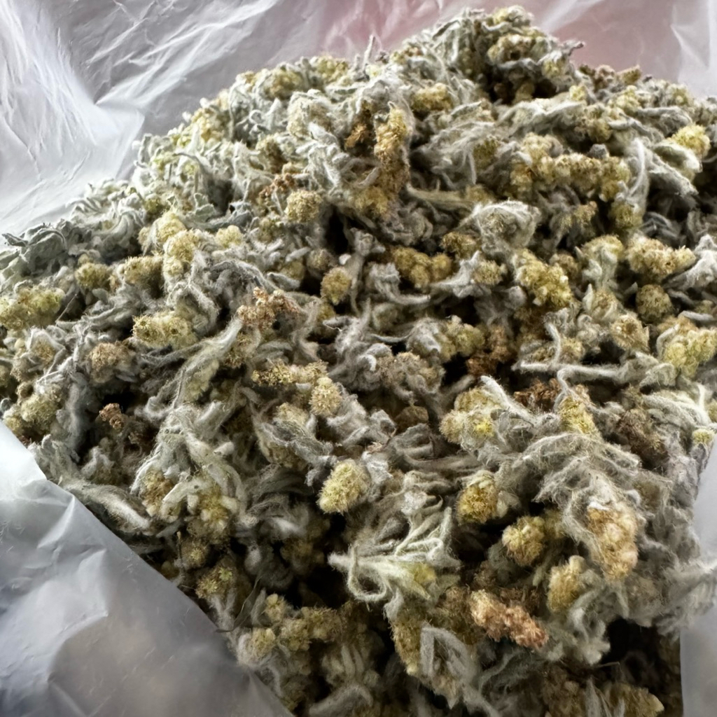 หญ้านางนวล หญ้าชิวคัก หญ้าทำขนมเทียน ขนมเข่ง ขนาด 500 กรัม พร้อมส่ง - รูปที่ 2