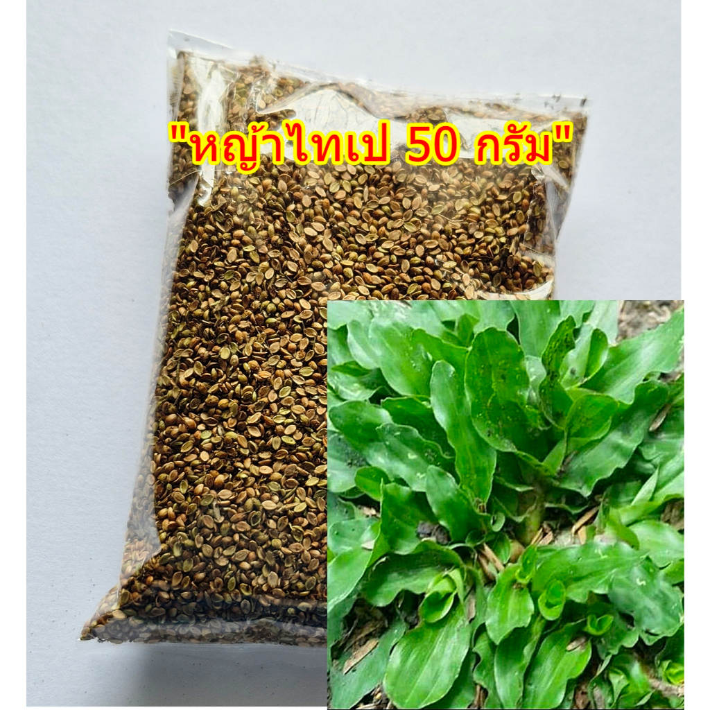 ขายส่ง 50 กรัม เมล็ดหญ้าไทเป หญ้ามาเลเซียแคระ Broadleaf Carpet Grass หญ้าสวนหย่อม สนามหญ้า หญ้า หญ้าปูสนาม พันธุ์หญ้า