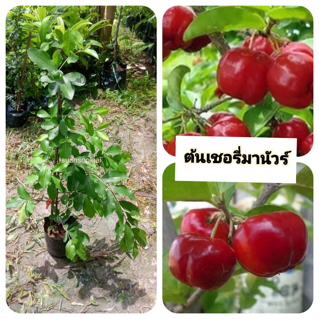 ต้นเชอรี่มานัวร์ เชอรี่มานัวร์ ขนาดต้น 80 ซม-1 เมตร