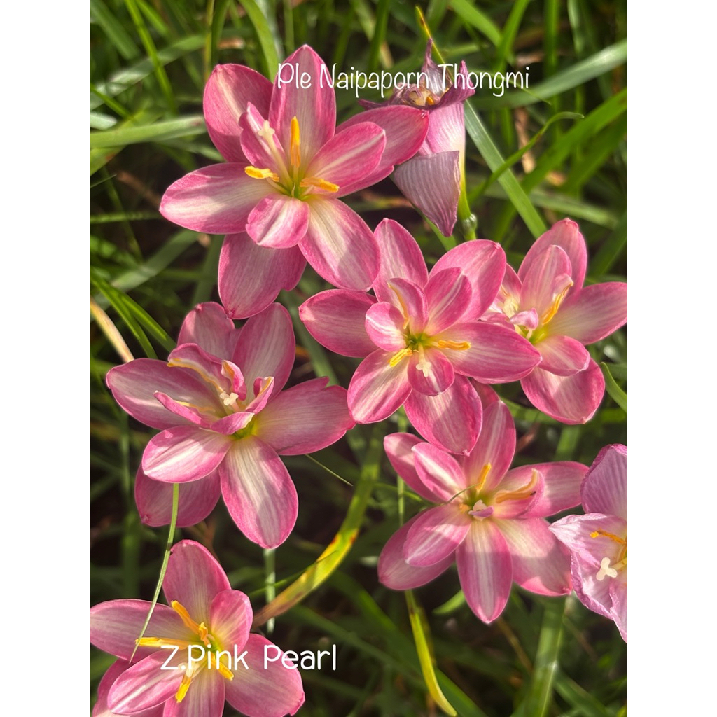 บัวดินสีชมพูกลีบเกิน ทรงถ้วย Z.Pink Pearl พิ้งเพิล5หัว50บาท